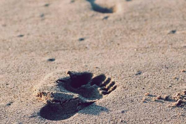 growth相关的高质量图像