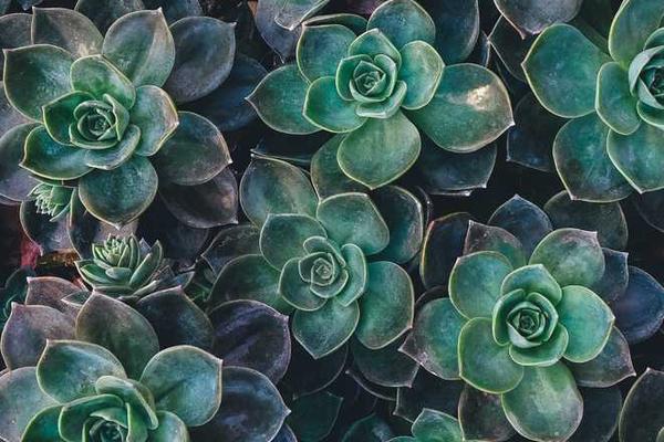 展示growth概念的视觉内容