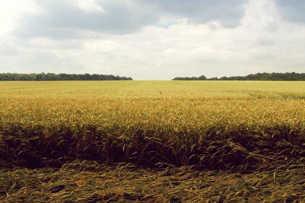 professional相关的高质量图像